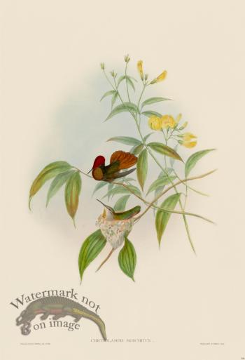 Gould Hummingbird 204